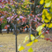 紅黄