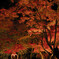 紅葉ライトアップ　～ハートを添えて～