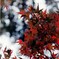 紅葉哲学の道にて２