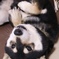 ひっくり返るの好きだね