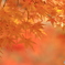 淡い紅葉