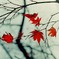 最後の紅葉