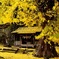 山吹色