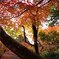 紅葉京都にて