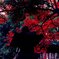京都にて紅葉と灯籠