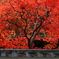 長谷寺の　いろ