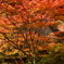 鮎の宿・つたやの紅葉２