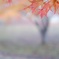 晩秋の色と・・・