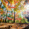 もみじ山の紅葉