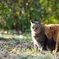 公園猫3
