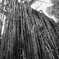 Curtain Fig Tree