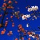 柿と桜