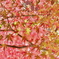 DSCF5522