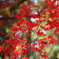 湖東の紅葉