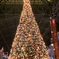 東京ディズニーランド クリスマスツリー