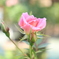秋の薔薇
