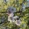 summer sakura