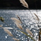 碓氷湖にて　4