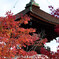嵯峨野　常寂光寺　2019年秋