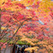 嵯峨野　常寂光寺　2019年秋