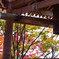 嵯峨野　常寂光寺　2019年秋