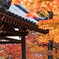 嵯峨野　常寂光寺　2019年秋