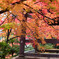 嵯峨野　常寂光寺　2019年秋