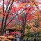 嵯峨野　常寂光寺　2019年秋