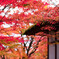 嵯峨野　常寂光寺　2019年秋