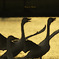 ninjinの松江百景 白鳥のいる光景105