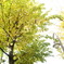 開園