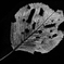 Dead leave