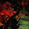 夜もみじ