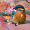 紅葉とカワセミ