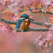 紅葉とカワセミ