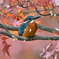 紅葉とカワセミ