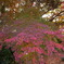 3色の紅葉