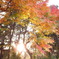庭の紅葉2