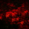 紅葉の色気