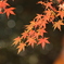 紅葉の思い出