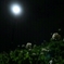 夜の公園散歩