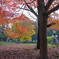 皇居東御苑の紅葉