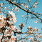 北国の桜