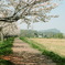 桜堤