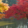 奈良公園　紅葉