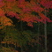 Autumn leaves