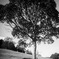 tree loves girl...
