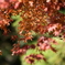 広い公園でこの木だけ紅葉