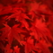 紅（くれない）