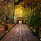 山奥の紅葉寺